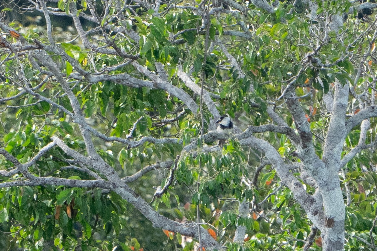 Guianan Puffbird - ML620012136