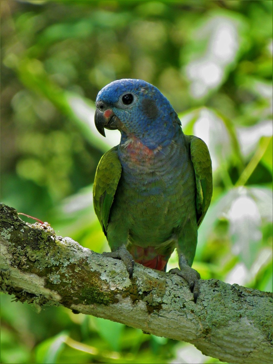 Папуга-червоногуз синьоголовий - ML620012142