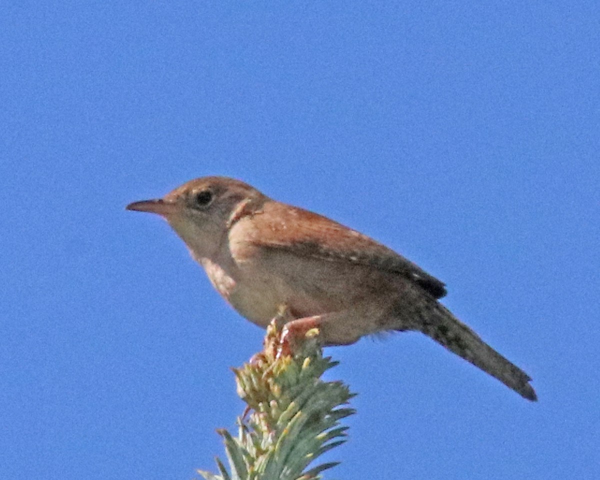 House Wren - ML620012145