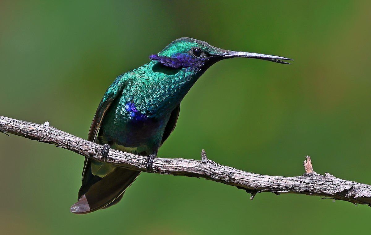 kolibřík modrolící - ML620012151