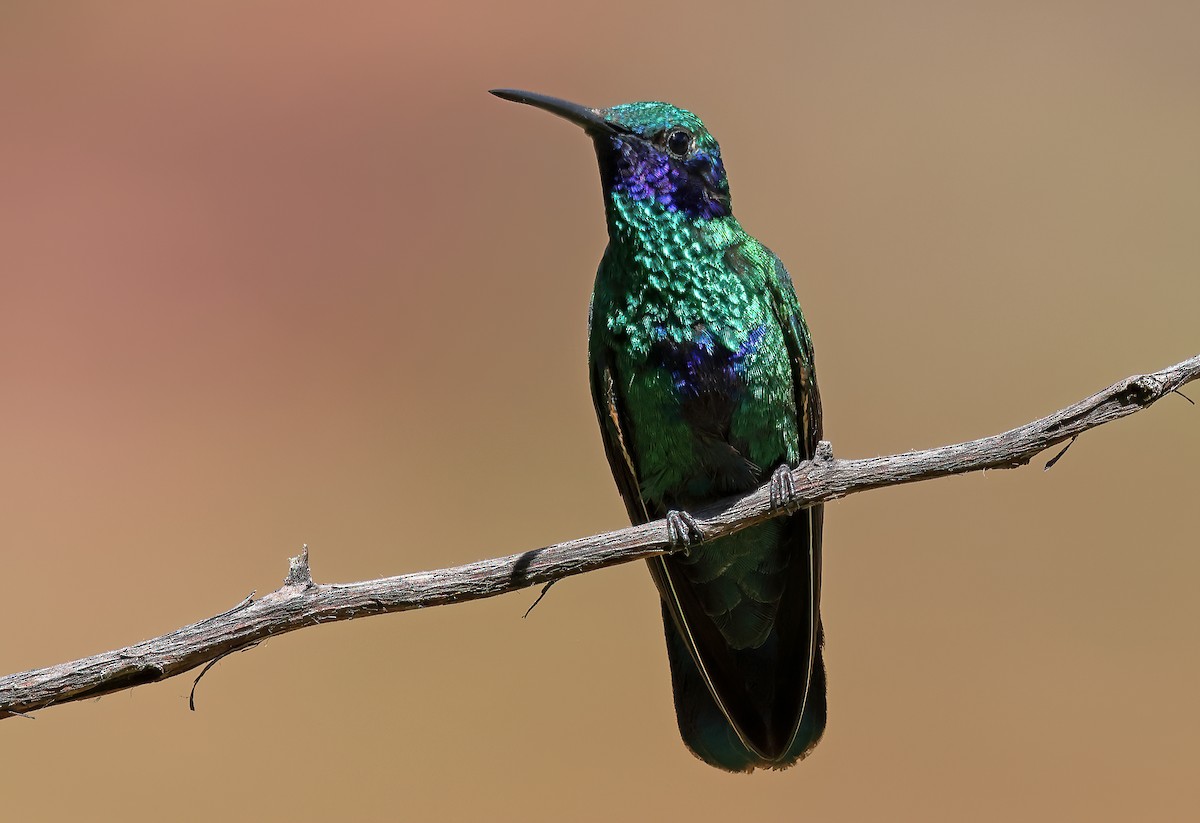 kolibřík modrolící - ML620012168