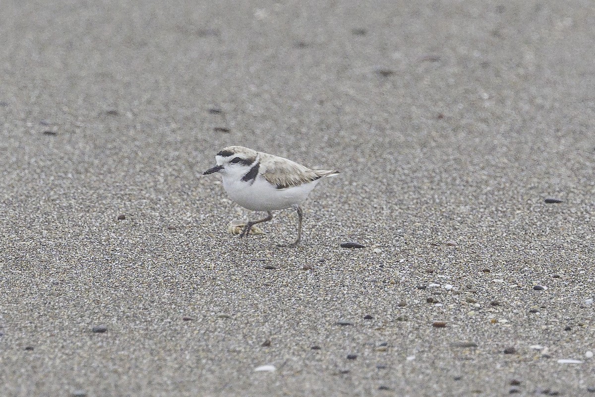 Snowy Plover - ML620012170