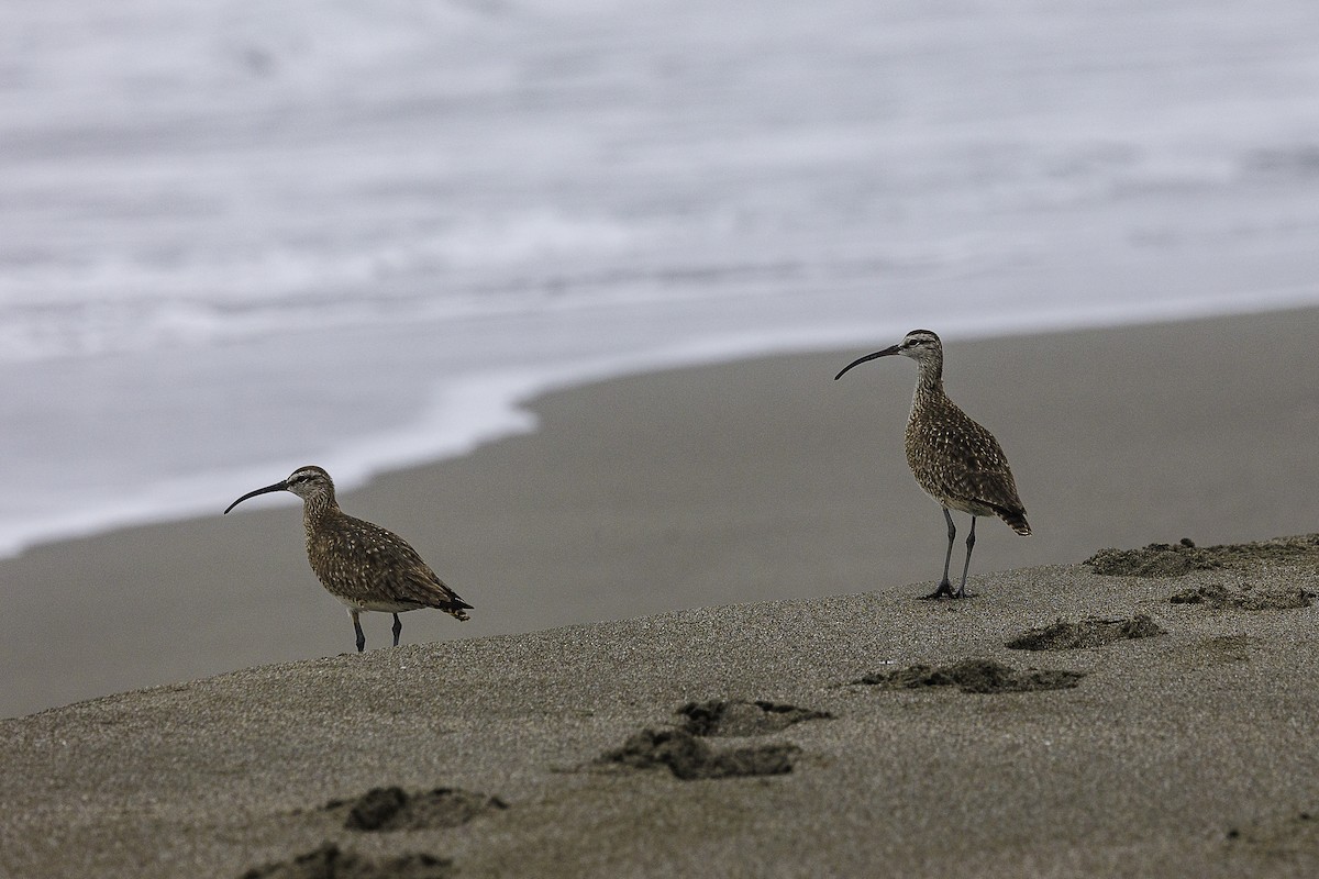 Whimbrel - ML620012173