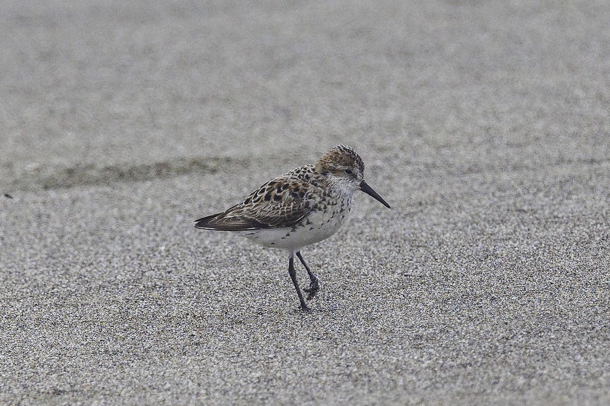 Western Sandpiper - ML620012191