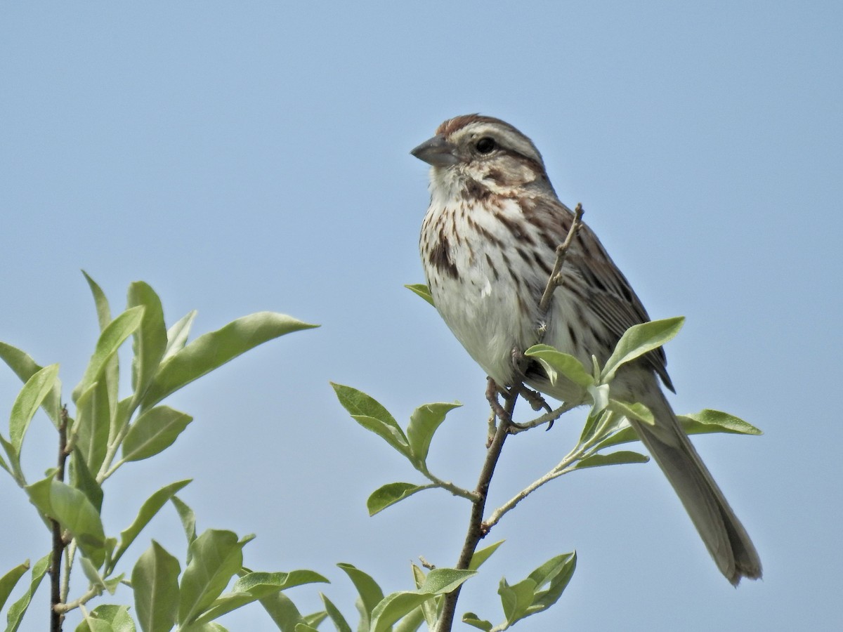 Song Sparrow - ML620012193