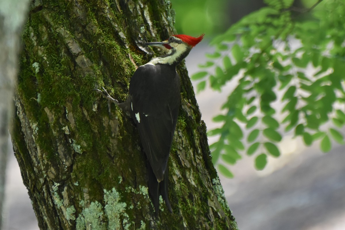 Pileated Woodpecker - ML620012207