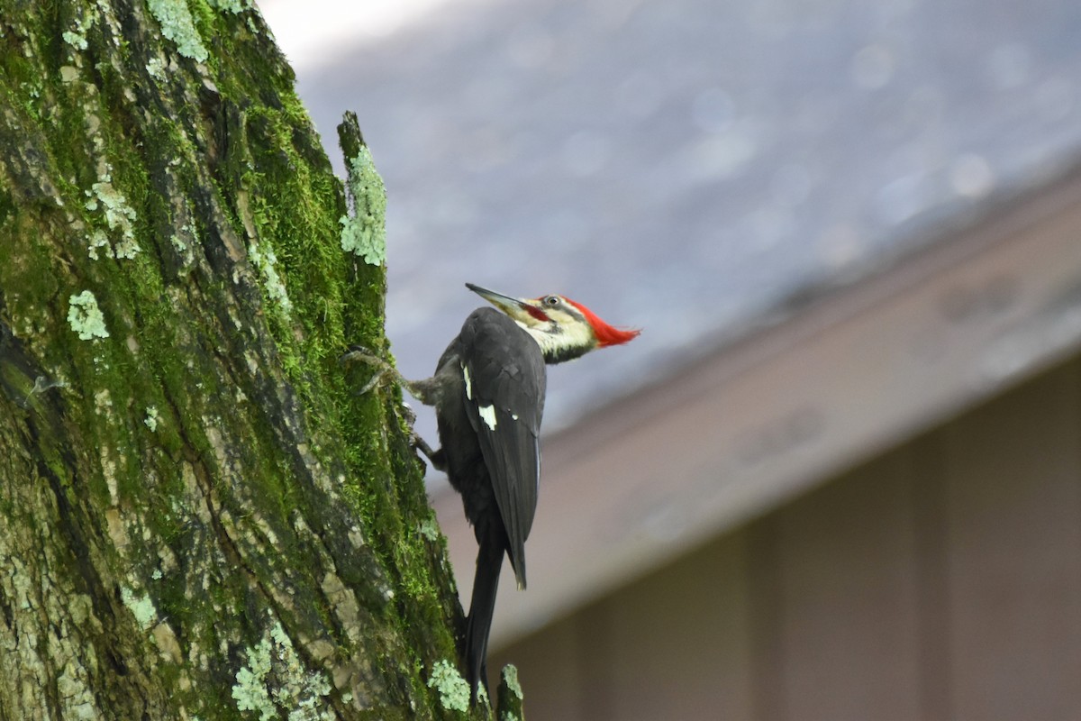 Pileated Woodpecker - ML620012208