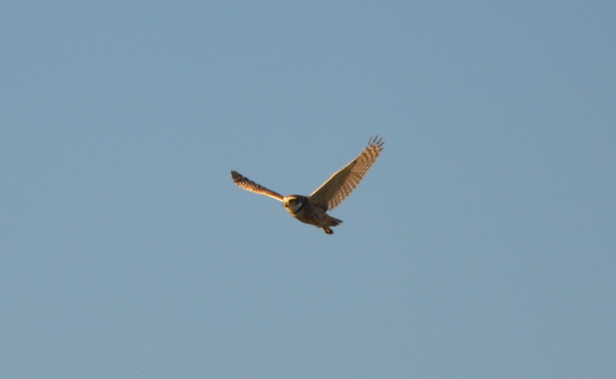 Burrowing Owl - ML620012210