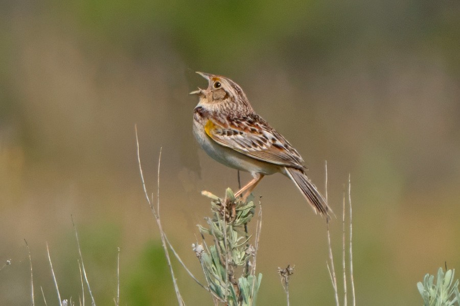 Grasshopper Sparrow - ML620012214