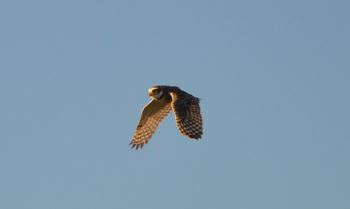 Burrowing Owl - ML620012218