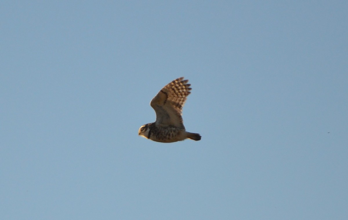 Burrowing Owl - ML620012220