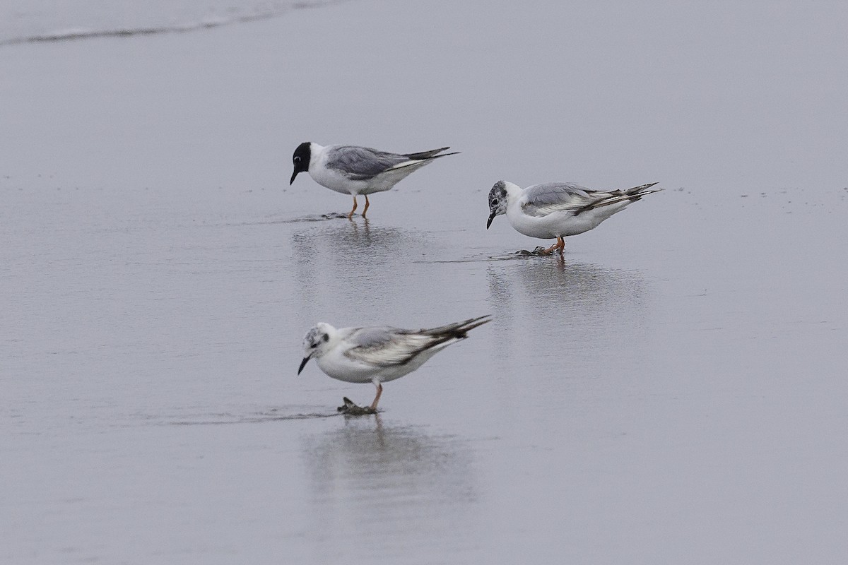 Bonaparte's Gull - ML620012225