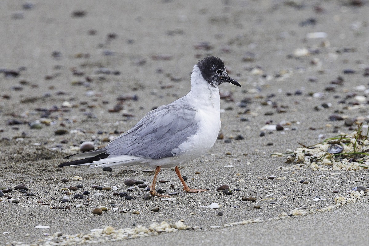 Bonaparte's Gull - ML620012264