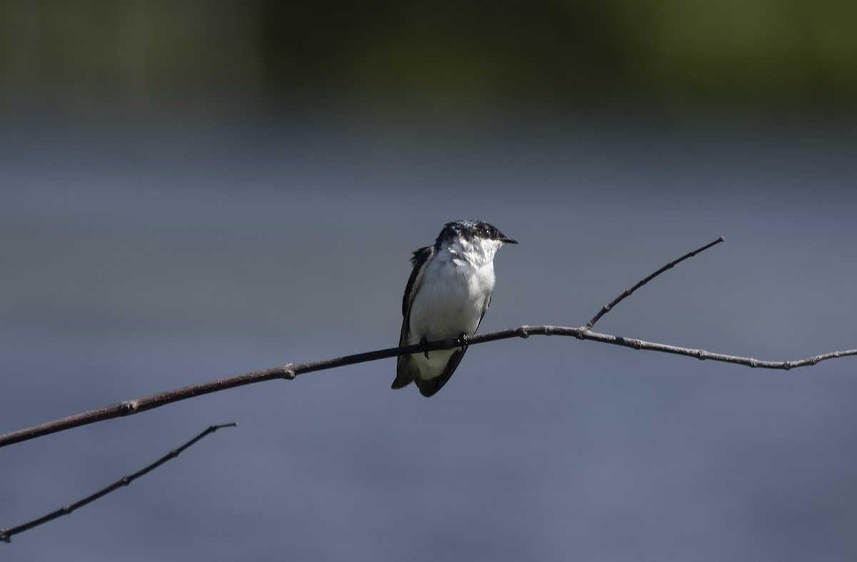 White-winged Swallow - ML620012294