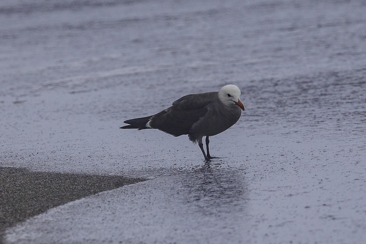 Heermann's Gull - Cathy Beck