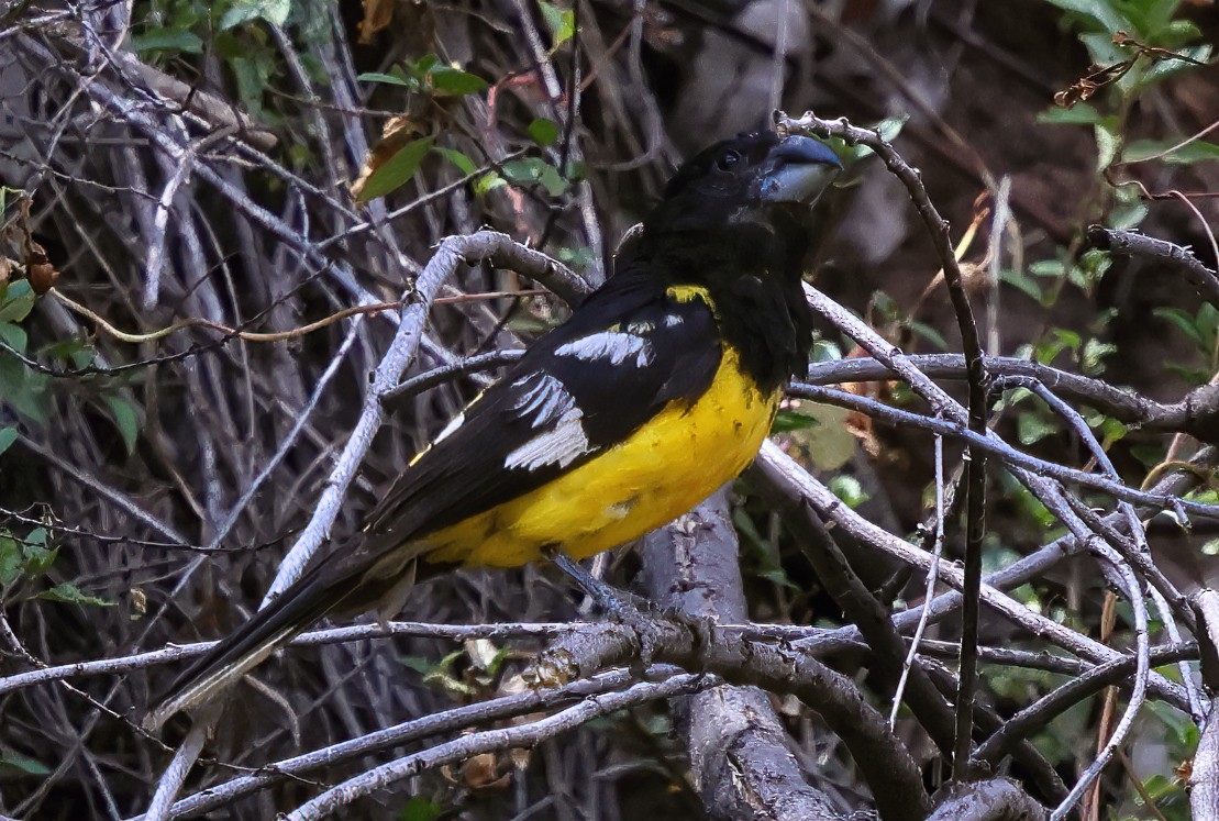 Black-backed Grosbeak (Yellow-rumped) - ML620012298