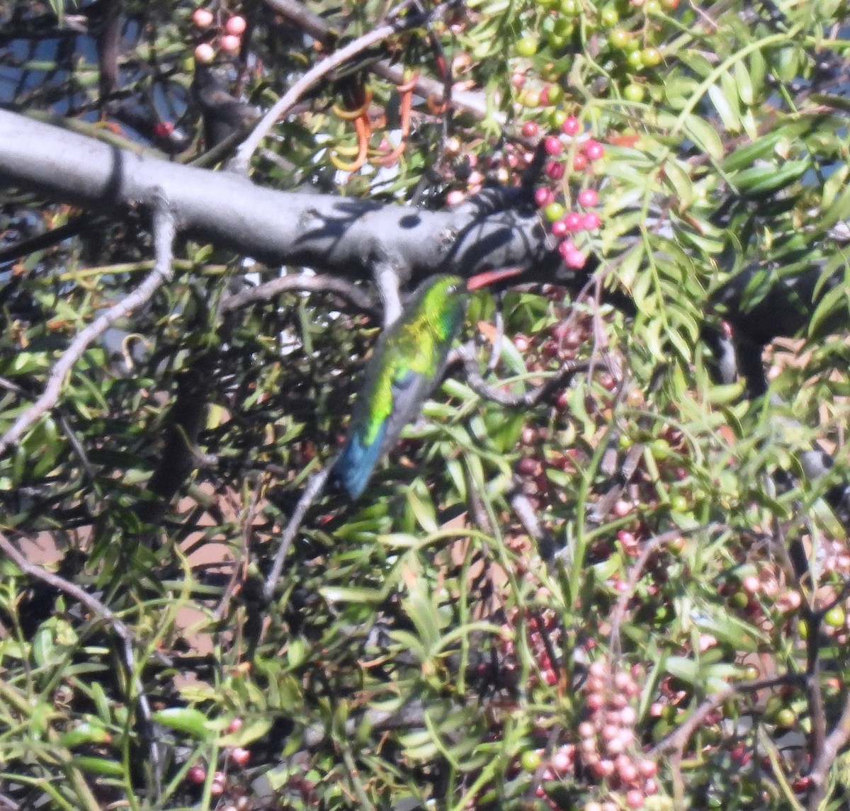 kolibřík lesklobřichý - ML620012299