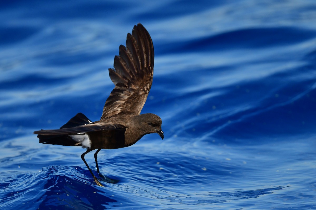 Wilson's Storm-Petrel - ML620012303