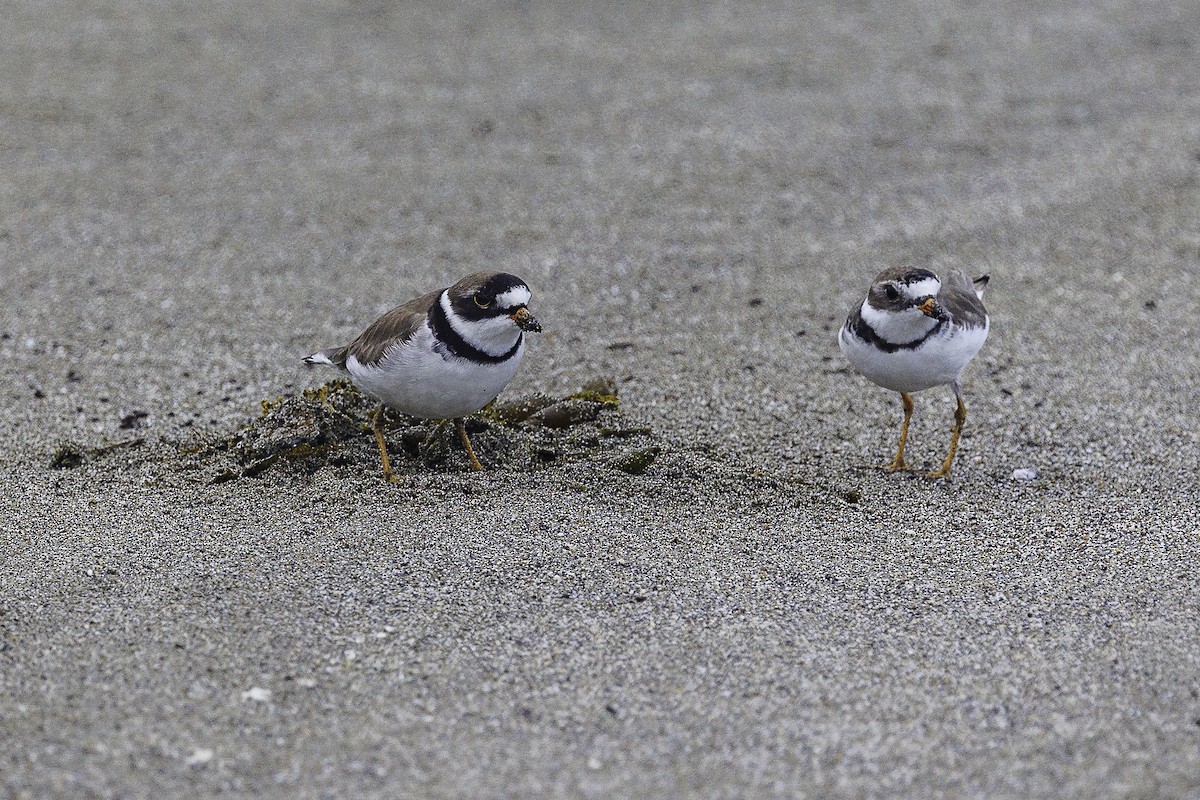 Semipalmated Plover - ML620012305