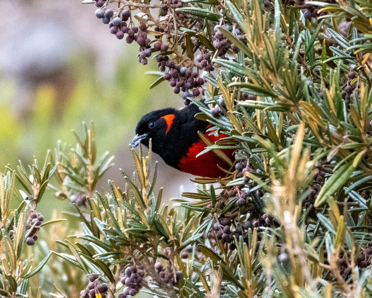 Scarlet-bellied Mountain Tanager - ML620012326
