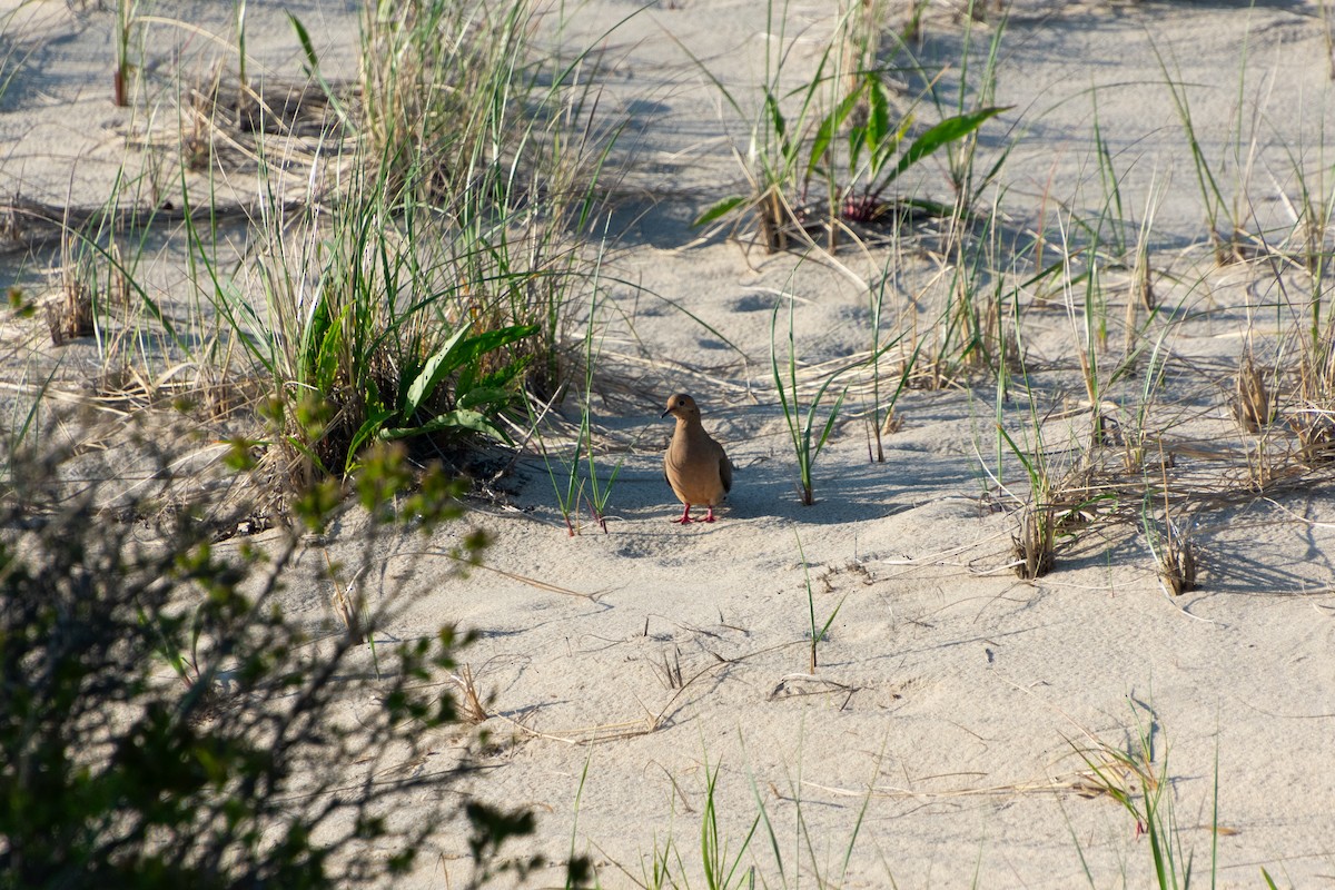 Mourning Dove - ML620012366