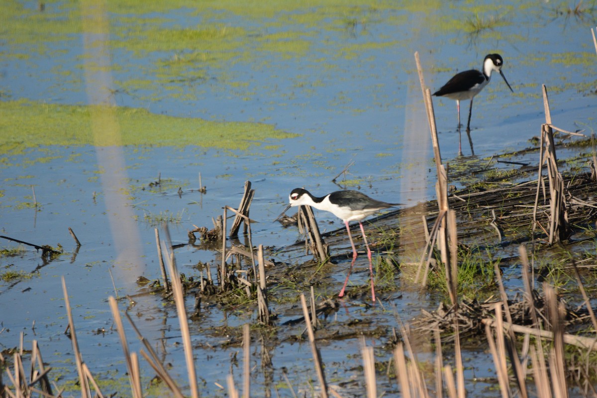 Black-necked Stilt - ML620012369