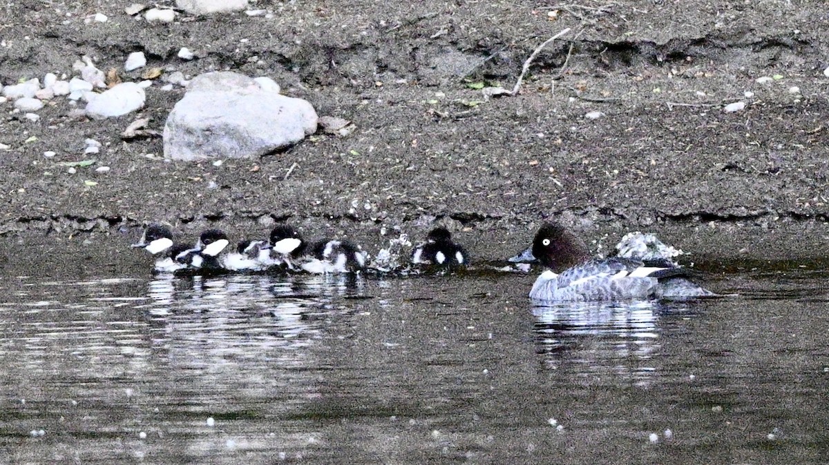 Common Goldeneye - ML620012371