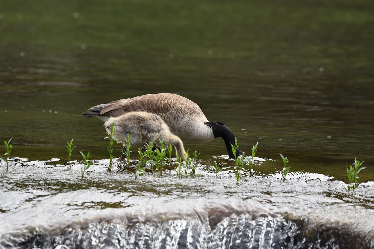 Canada Goose - ML620012375