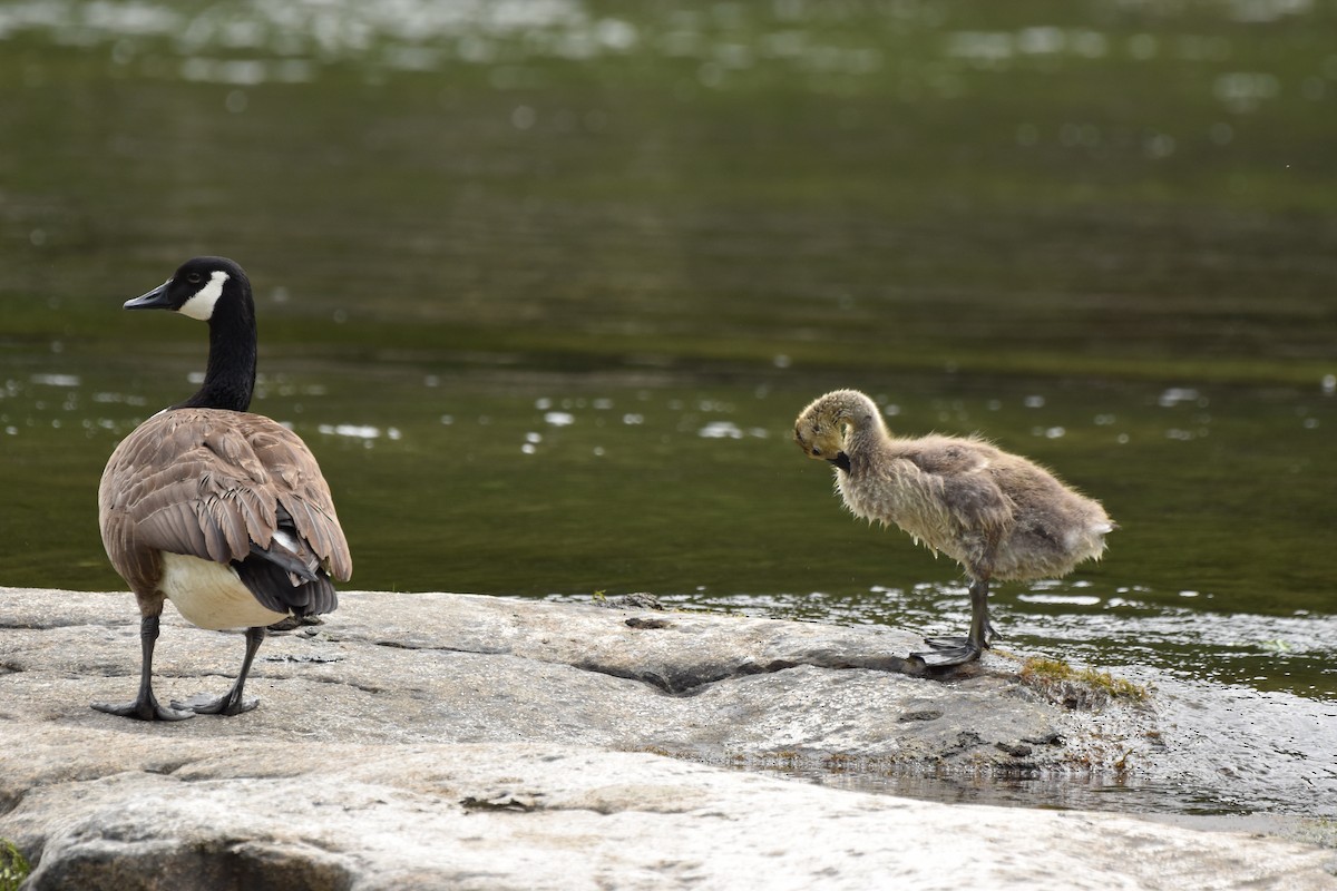 Canada Goose - ML620012376