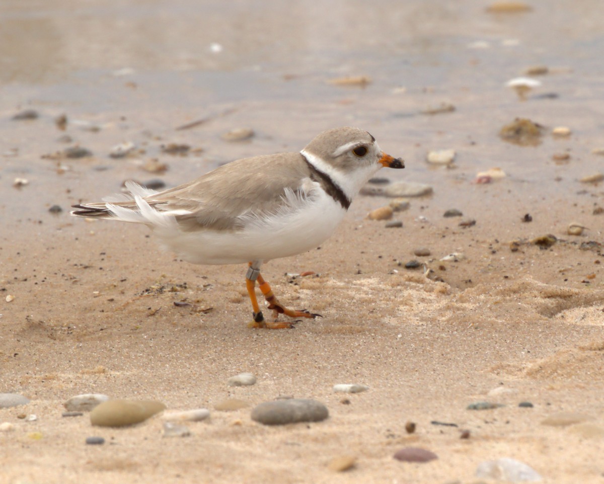 Piping Plover - ML620012384