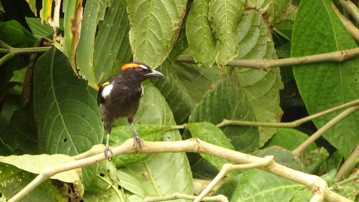 Scarlet-browed Tanager - ML620012404