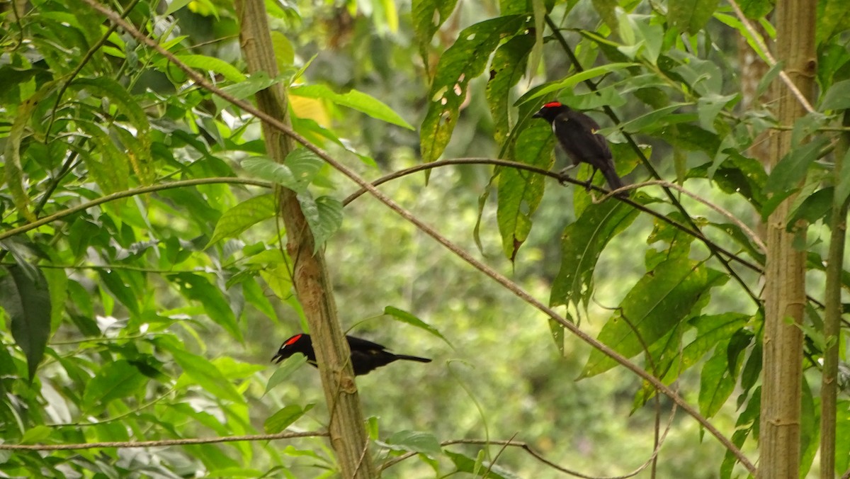 Scarlet-browed Tanager - ML620012405