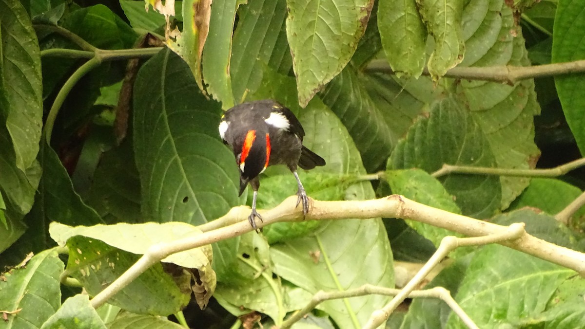 Scarlet-browed Tanager - ML620012407