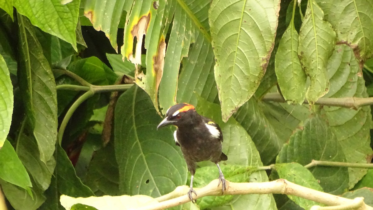 Scarlet-browed Tanager - ML620012408