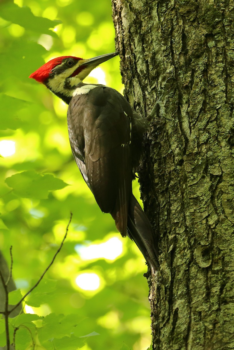 Pileated Woodpecker - ML620012413