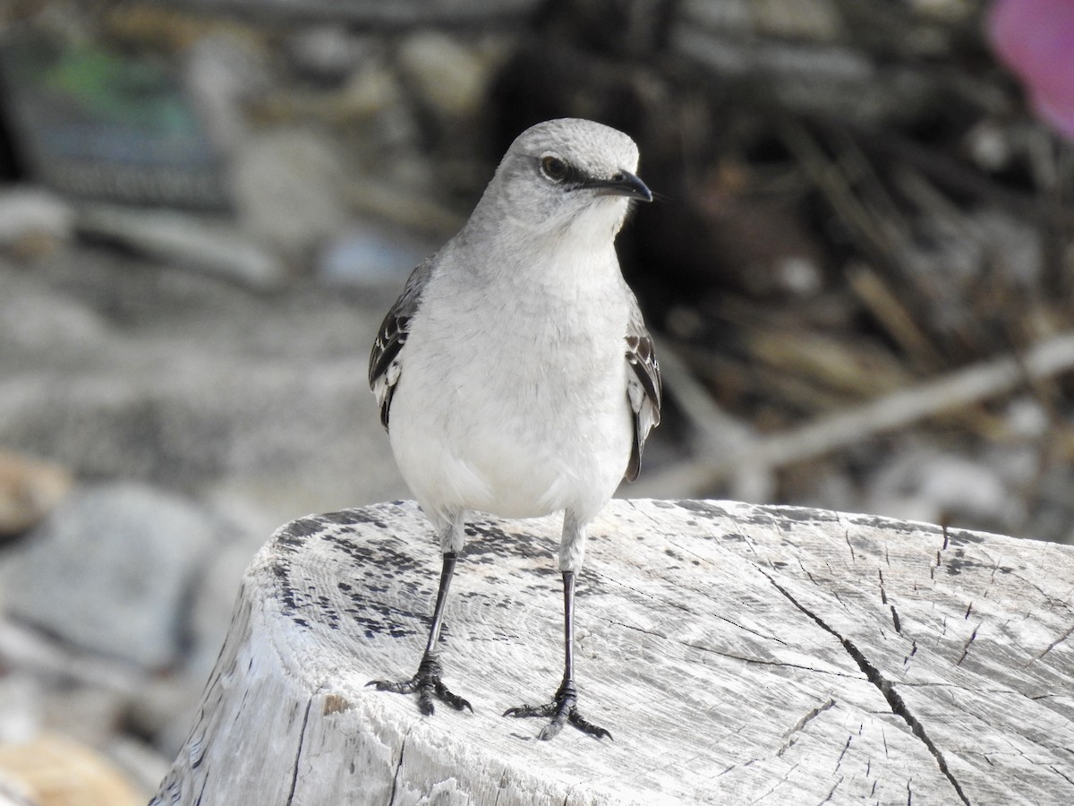 Northern Mockingbird - ML620012422