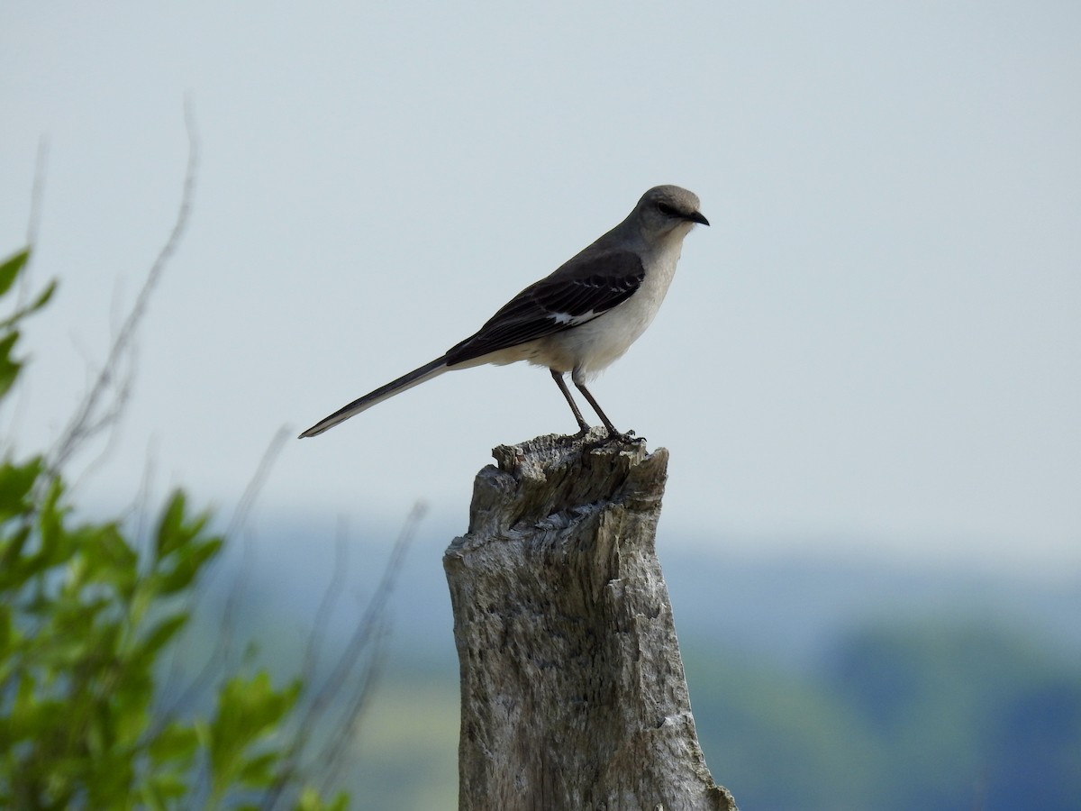 Northern Mockingbird - ML620012428