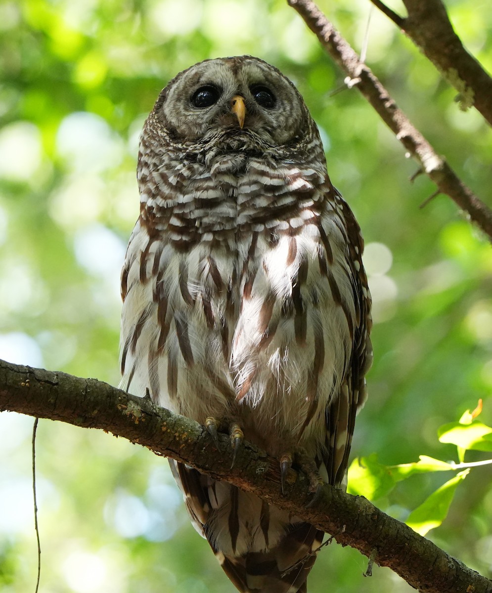 Barred Owl - ML620012432