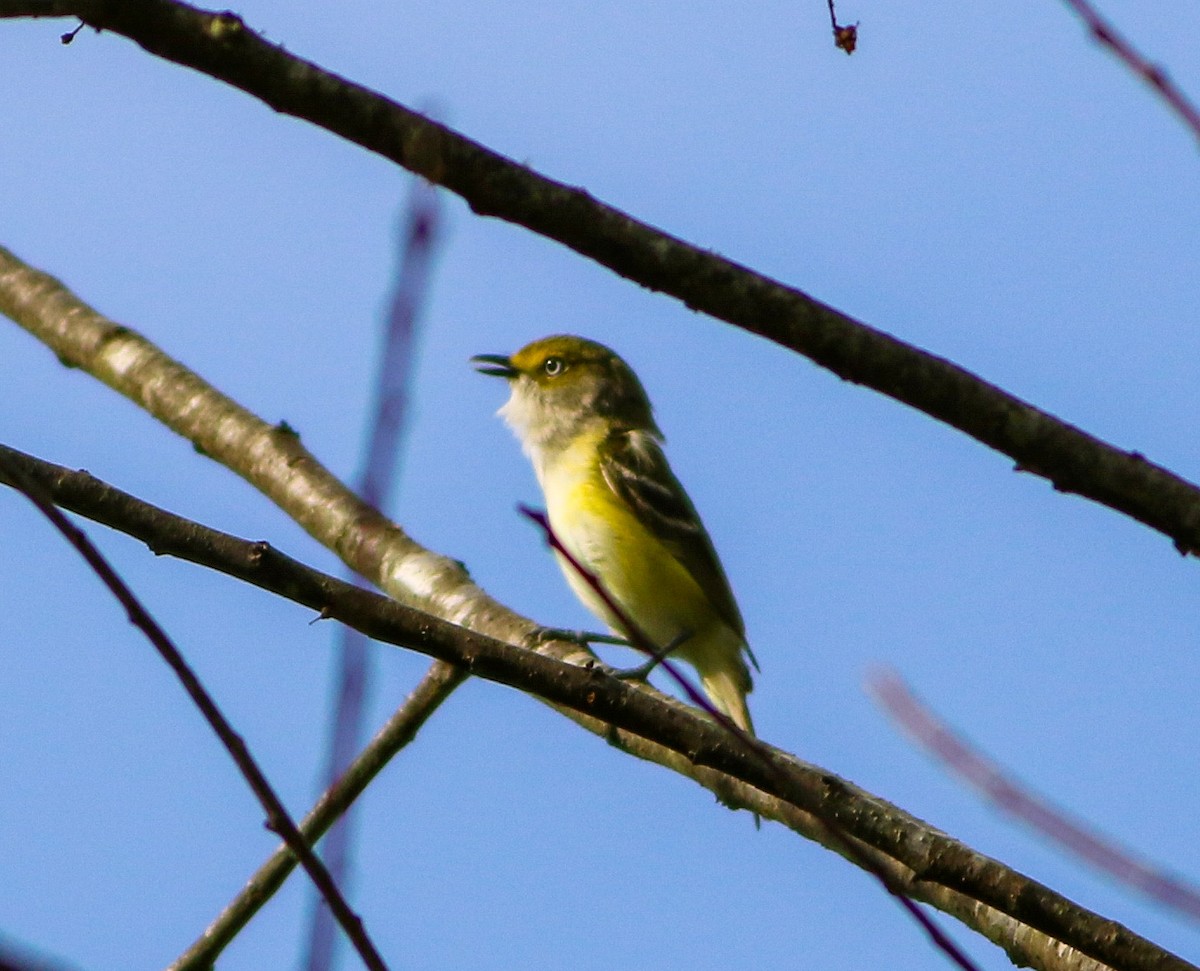 Vireo Ojiblanco - ML620012447