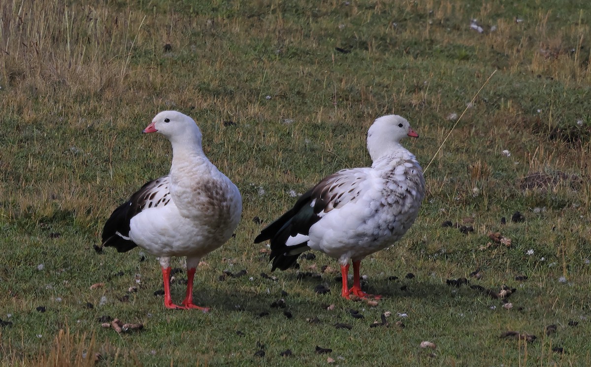 Andean Goose - ML620012462