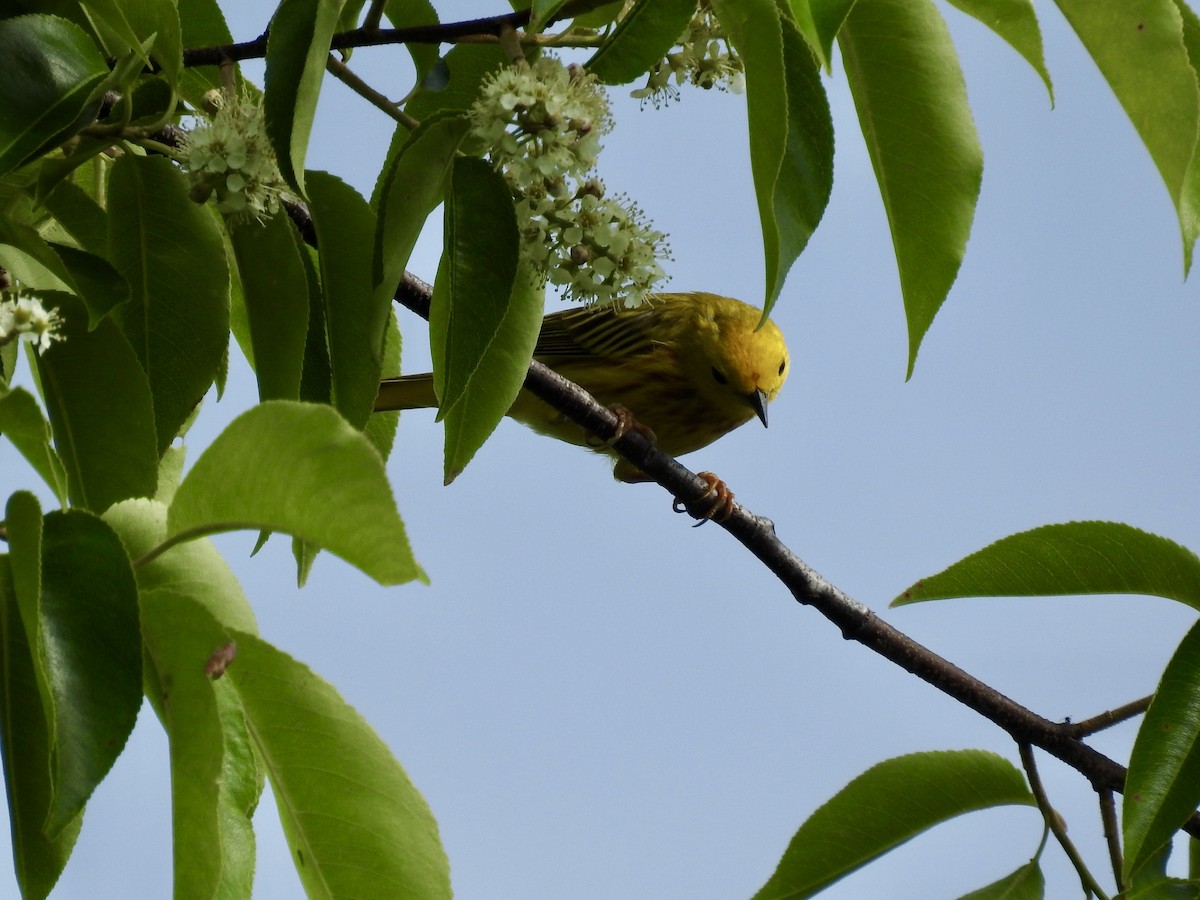 Yellow Warbler - ML620012463