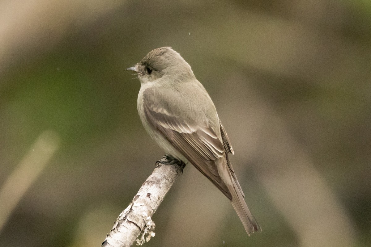 Western Wood-Pewee - ML620012466