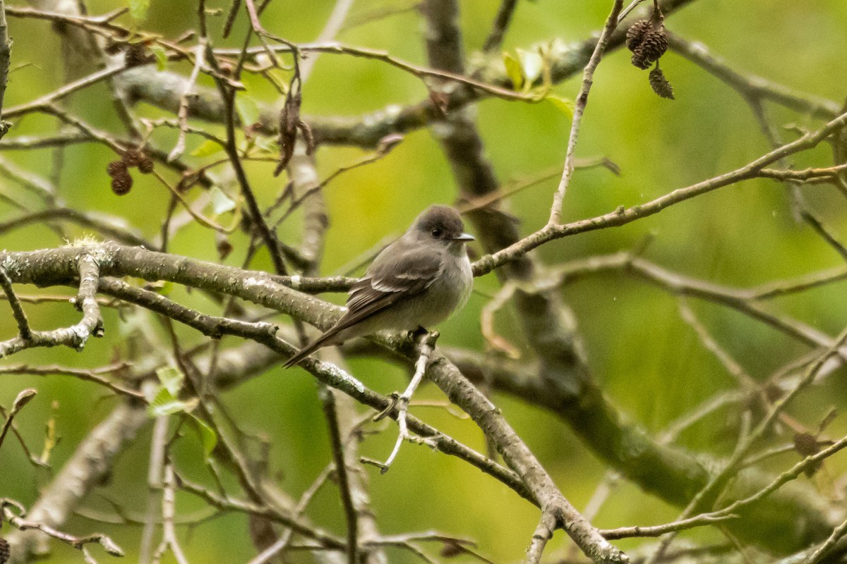 Mourning Dove - ML620012467