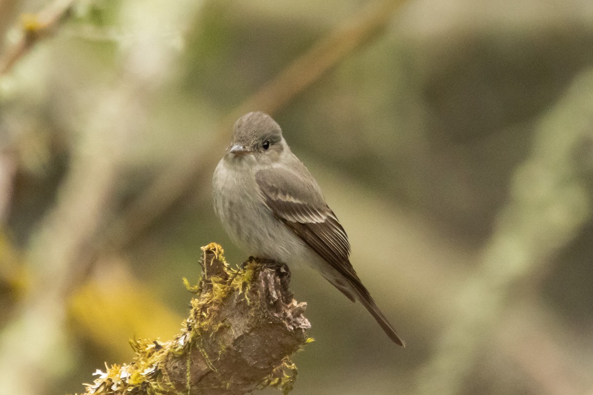 Western Wood-Pewee - ML620012469