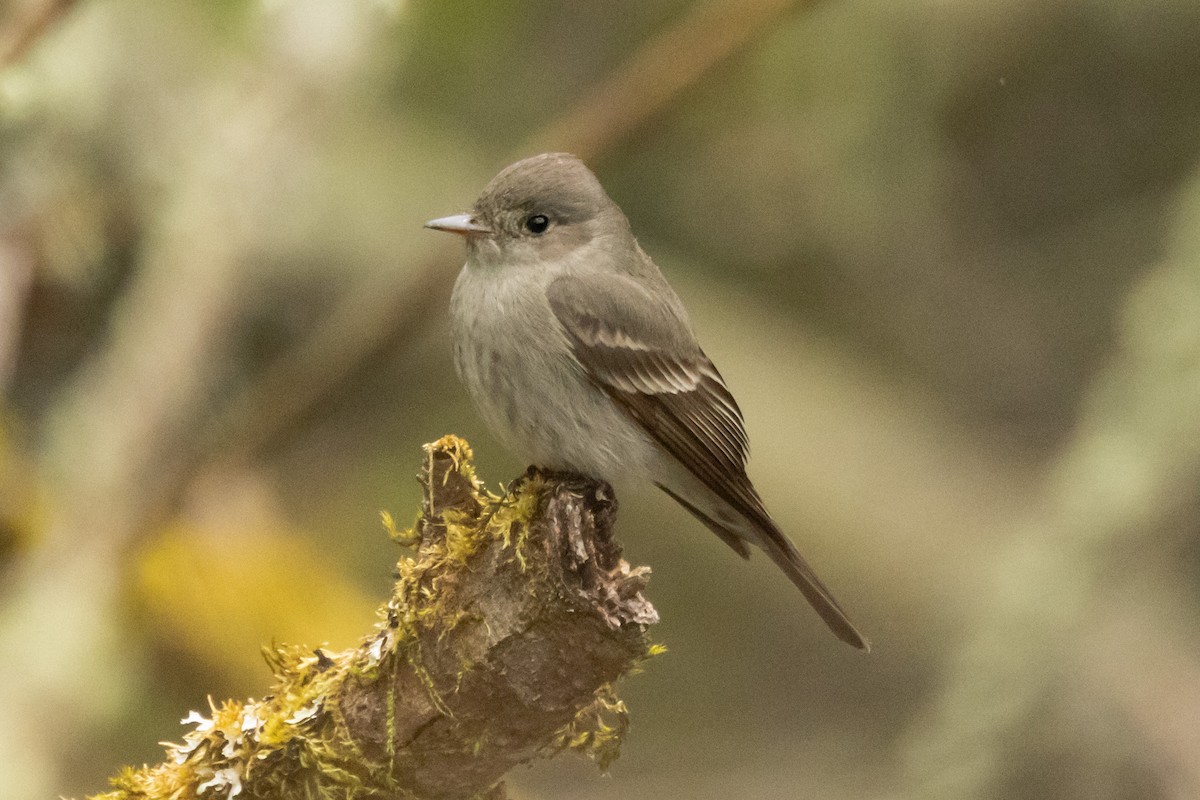 Western Wood-Pewee - ML620012470