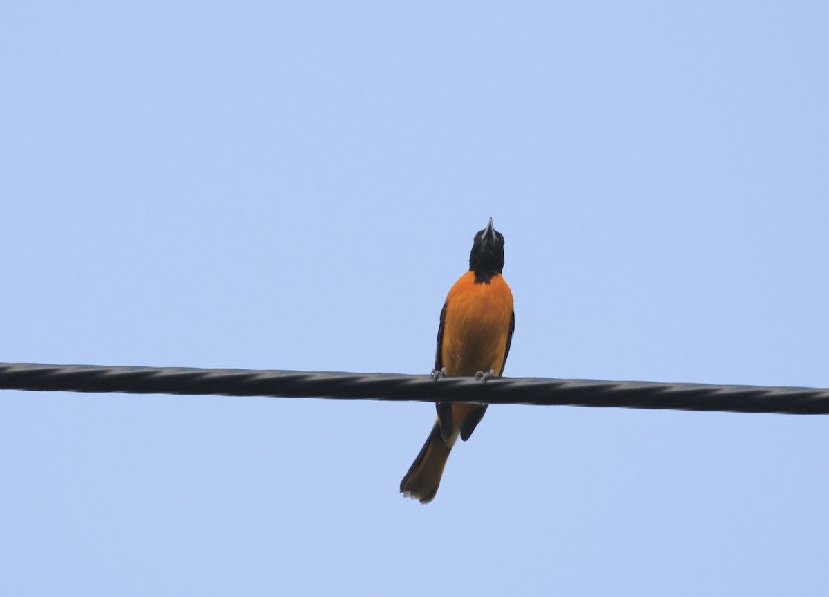 Baltimore Oriole - ML620012479