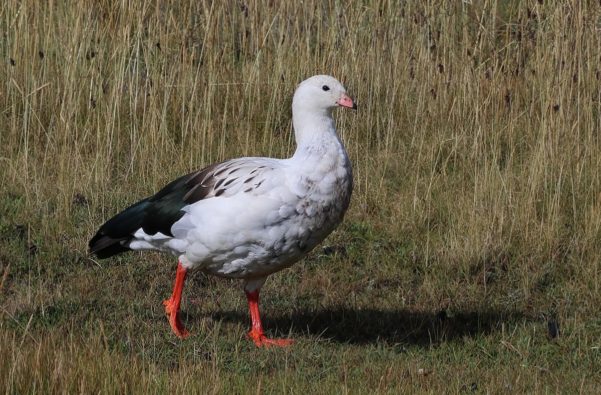 Andean Goose - ML620012480