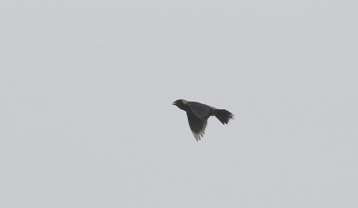 Bobolink - ML620012489