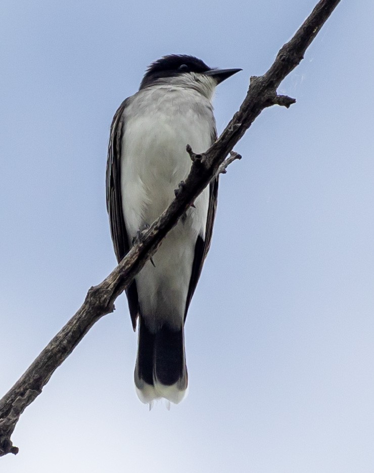 Eastern Kingbird - ML620012500