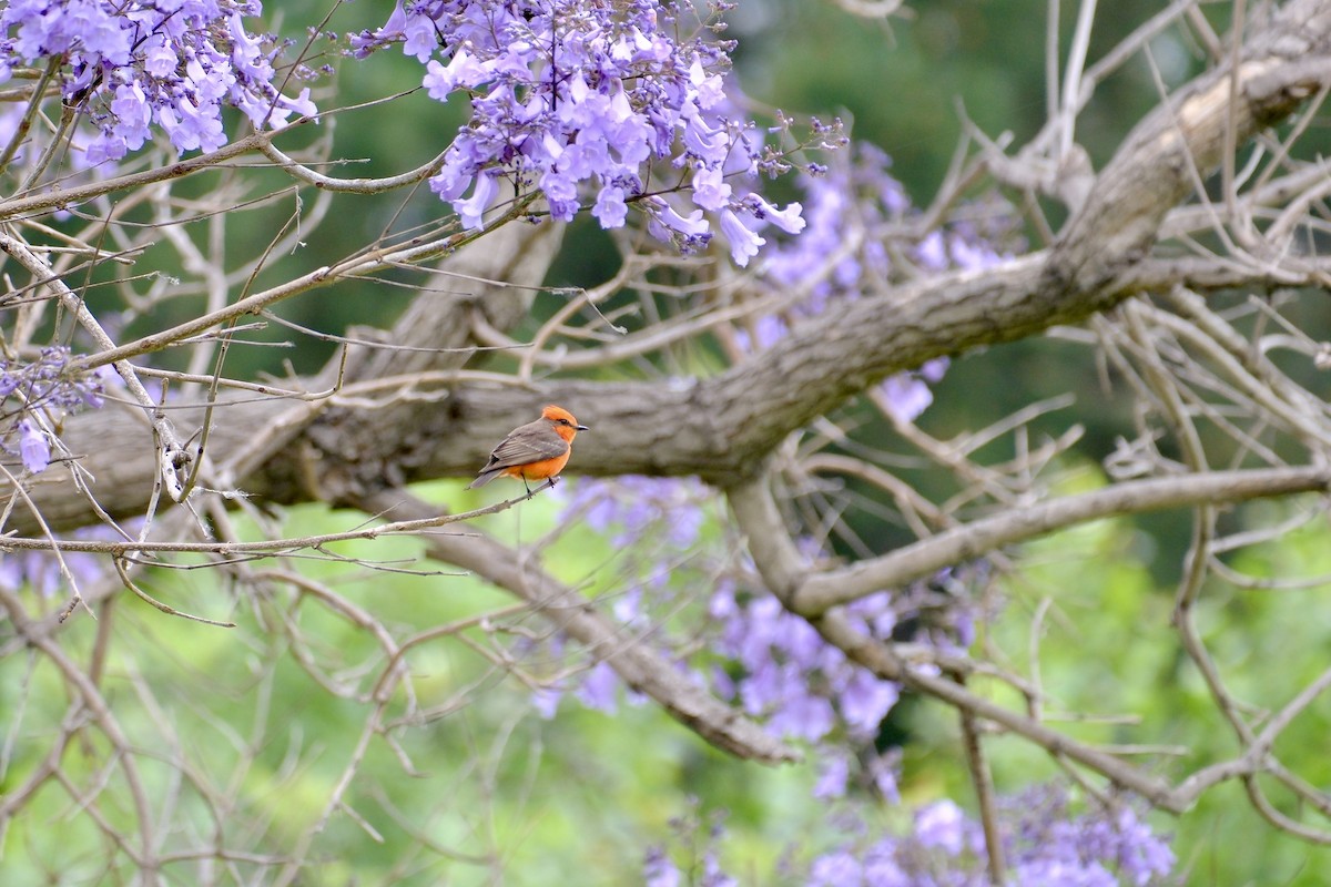 Vermilion Flycatcher - ML620012503